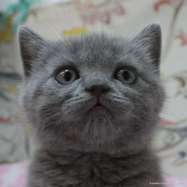 ID：2305-01238の子猫