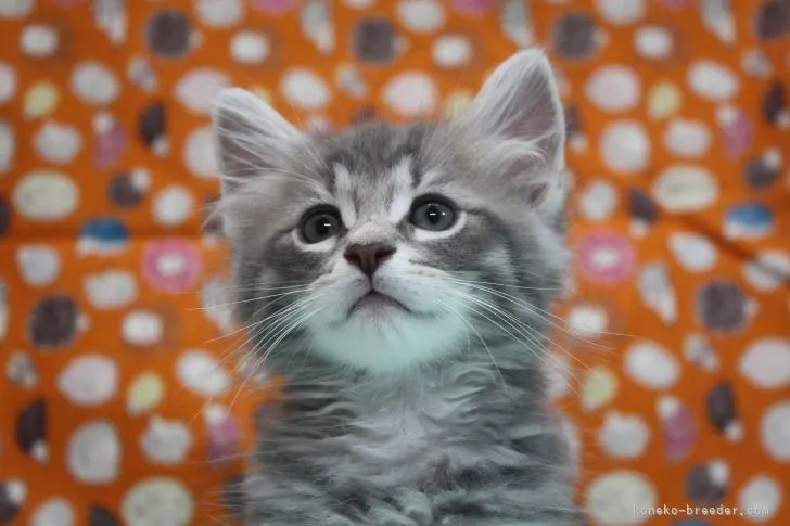 ID：2107-00424の子猫