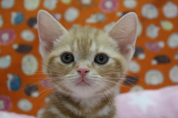 ID：2106-01463の子猫