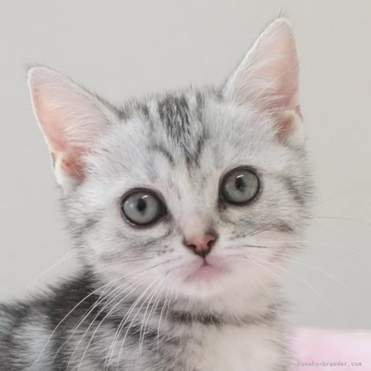 ID：2405-00477の子猫