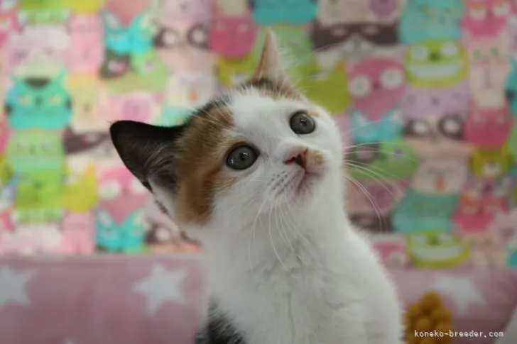 ID：2105-01205の子猫