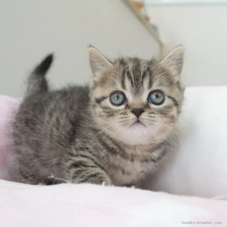 ID：2402-01190の子猫