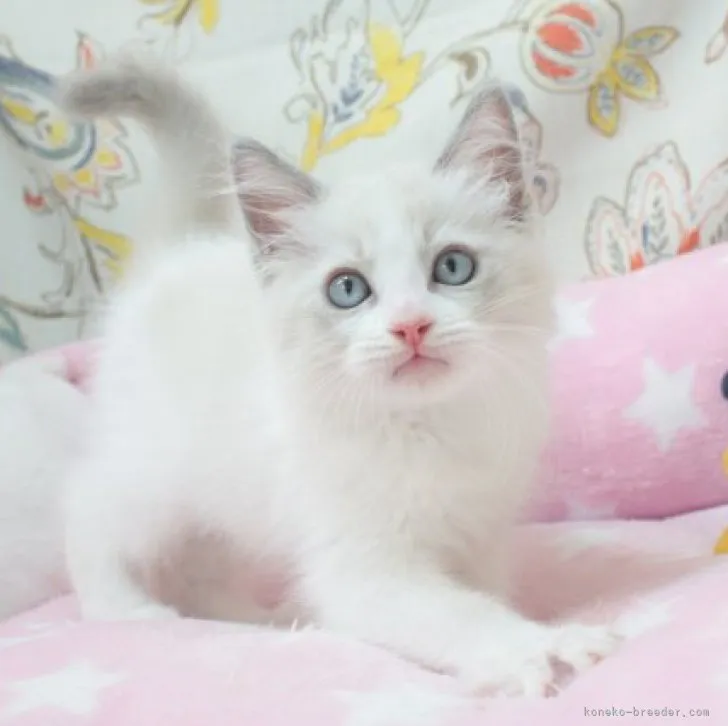 ID：2306-02319の子猫