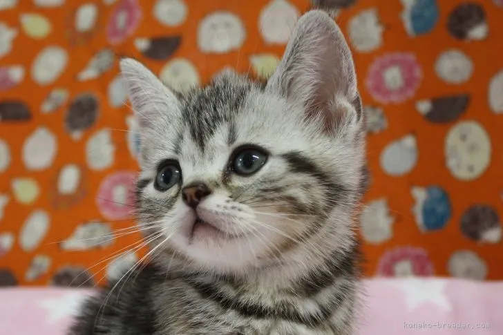 ID：2105-02609の子猫