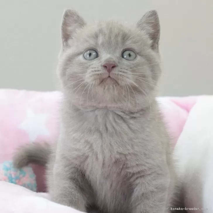 ID：2410-02762の子猫