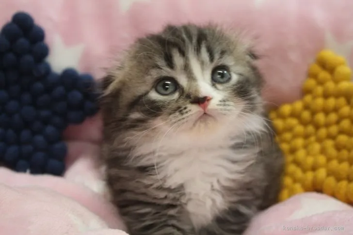 ID：2109-01318の子猫