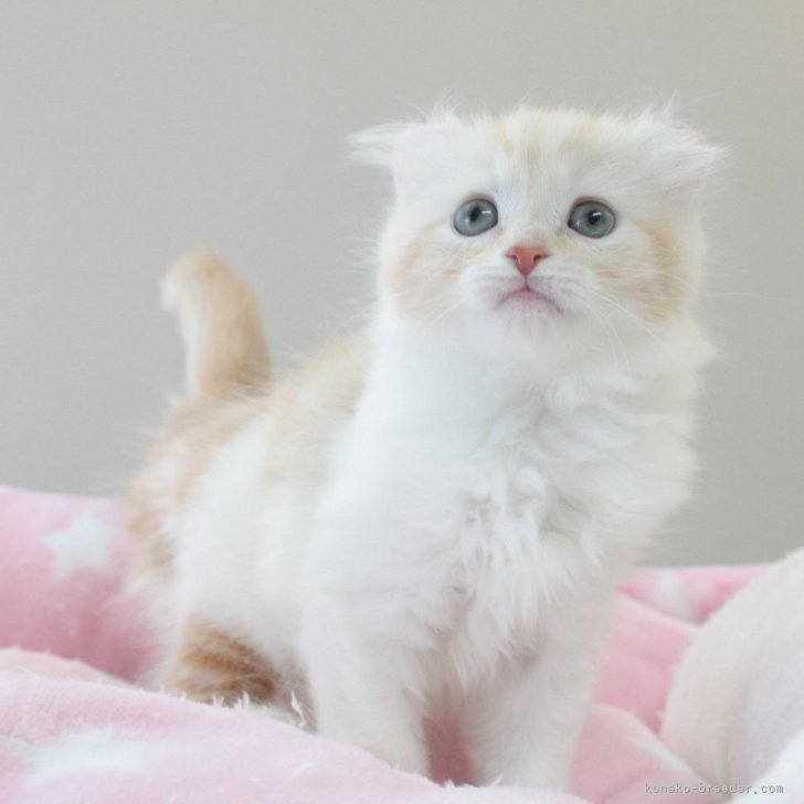cat_img_1_eb587f9a8d68.jpg