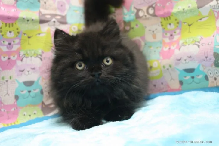 ID：2010-00753の子猫