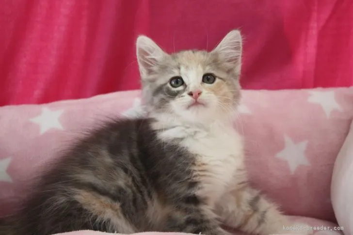 ID：2107-00426の子猫