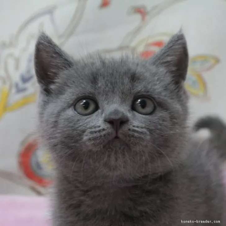 ID：2305-01934の子猫