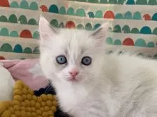 ラグドール【愛知県・女の子・2021年3月30日・ブルークリームポイントバイカラー】の写真1「5/15撮影」