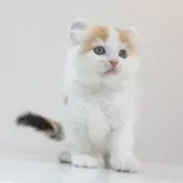 アメリカンカール【愛知県・女の子・2023年9月6日・ブラウンパッチドタビー&ホワイト(三毛)】の写真1「10/19撮影」