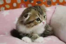 スコティッシュフォールド(折れ耳)【愛知県・女の子・2021年4月17日・ブラウンタビー&ホワイト】の写真1「6/5撮影」