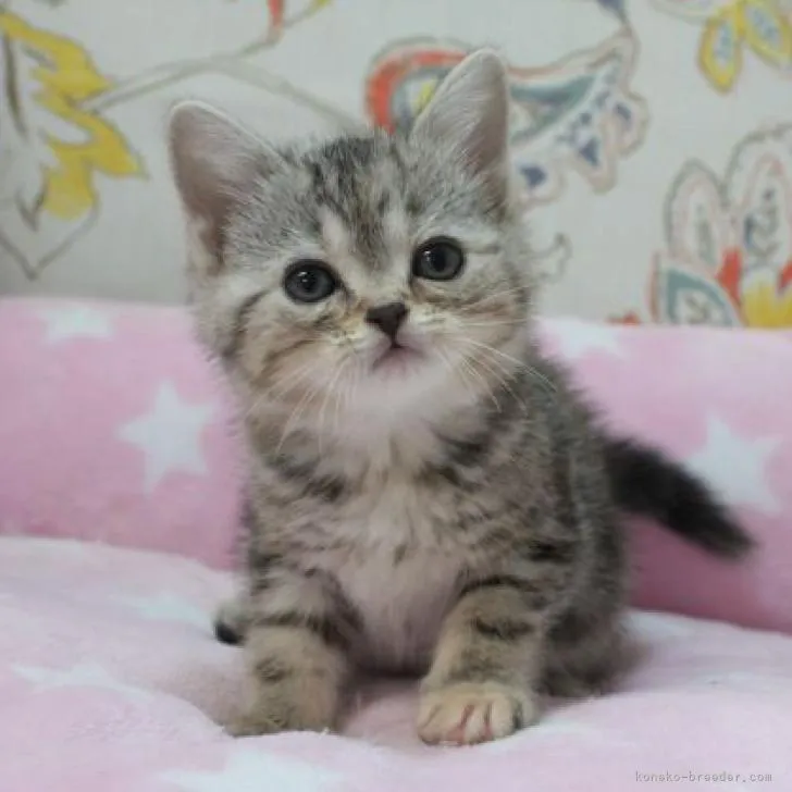 ID：2212-02041の子猫
