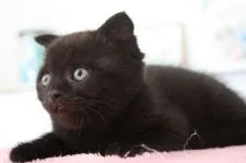 スコティッシュフォールド(折れ耳)【愛知県・男の子・2020年10月6日・ブラック】の写真2「11/26撮影」