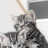 アメリカンショートヘア【愛知県・女の子・2023年11月17日・シルバータビー】の写真2「子猫時代」