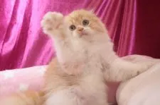 スコティッシュフォールド(折れ耳)【愛知県・男の子・2022年3月30日・レッドタビー&ホワイト】の写真2「6/6撮影」