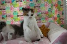 スコティッシュフォールド(立ち耳)【愛知県・女の子・2021年4月10日・ブラウンパッチドタビー&ホワイト】の写真3「5/31撮影」