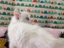 ラグドール【愛知県・女の子・2021年3月30日・ブルークリームポイントバイカラー】の写真4「5/15撮影」