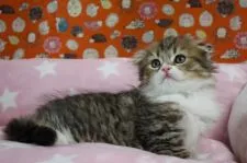 スコティッシュフォールド(折れ耳)【愛知県・女の子・2021年4月17日・ブラウンタビー&ホワイト】の写真4「6/5撮影」