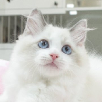 ラグドール【愛知県・男の子・2025年4月8日・ブルーポイントバイカラー（ロングヘア）】の写真「✨一粒の原石🩵」