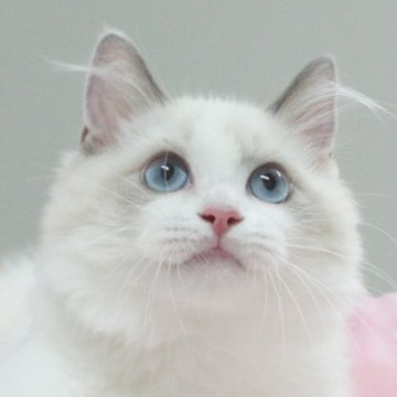 ラグドール【愛知県・男の子・2025年4月8日・ブルーポイントバイカラー（ロングヘア）】の写真「✨わんぱくで笑顔をくれる可愛い男の子！」