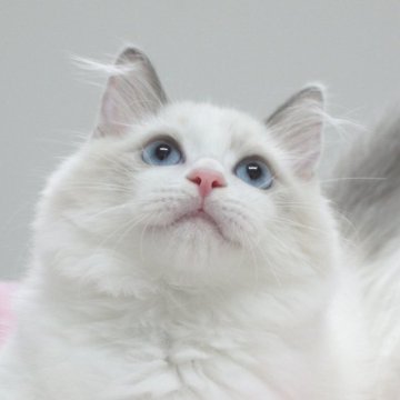ラグドール【愛知県・男の子・2025年4月8日・ブルーポイントバイカラー（ロングヘア）】の写真「✨一粒の原石🩵」