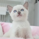 トンキニーズ