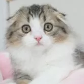 スコティッシュフォールド(折れ耳)