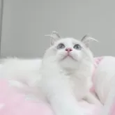 ラグドール【愛知県・男の子・2025年4月8日・ブルーポイントバイカラー】の写真3