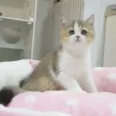 スコティッシュフォールド(立ち耳)【愛知県・女の子・2025年3月26日・ブラウンティックドタビー&ホワイト】の写真4