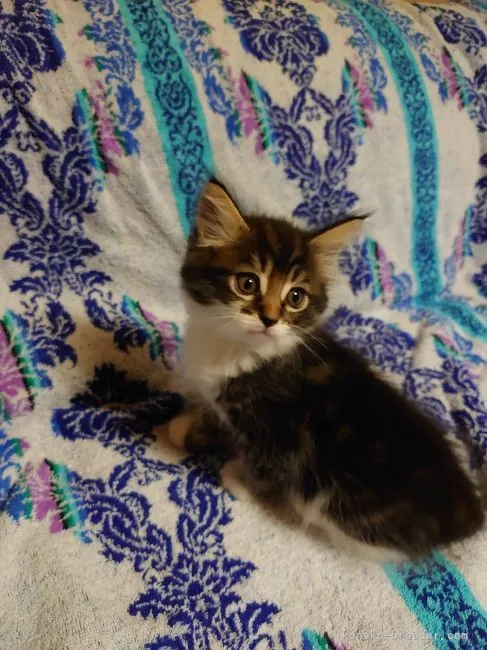 ID：2210-03128の子猫