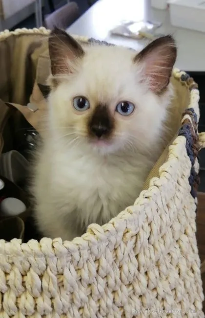 ID:2107-01128の子猫