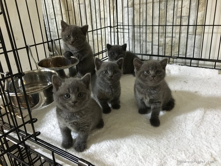 ブリティッシュショートヘア 斉木晶子ブリーダー みんなの子猫ブリーダー