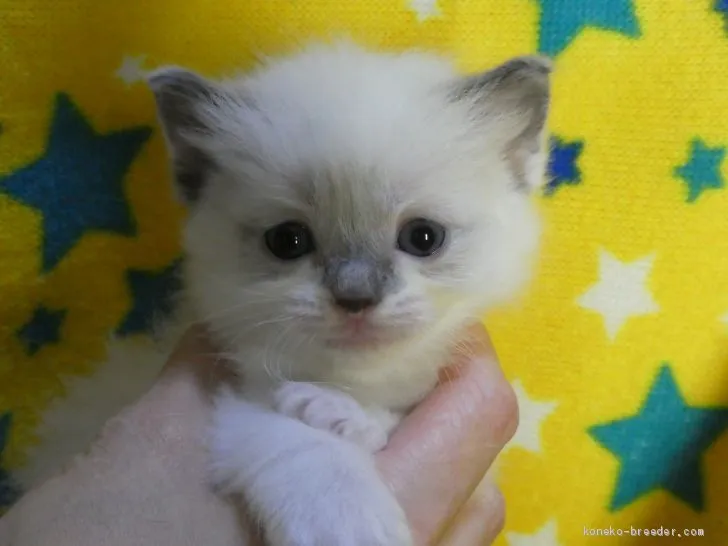 ID:1911-00851の子猫
