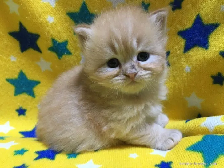 ID:2102-00185の子猫