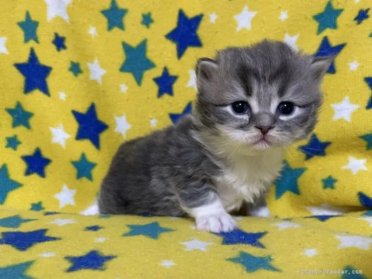 ID:2201-00456の子猫