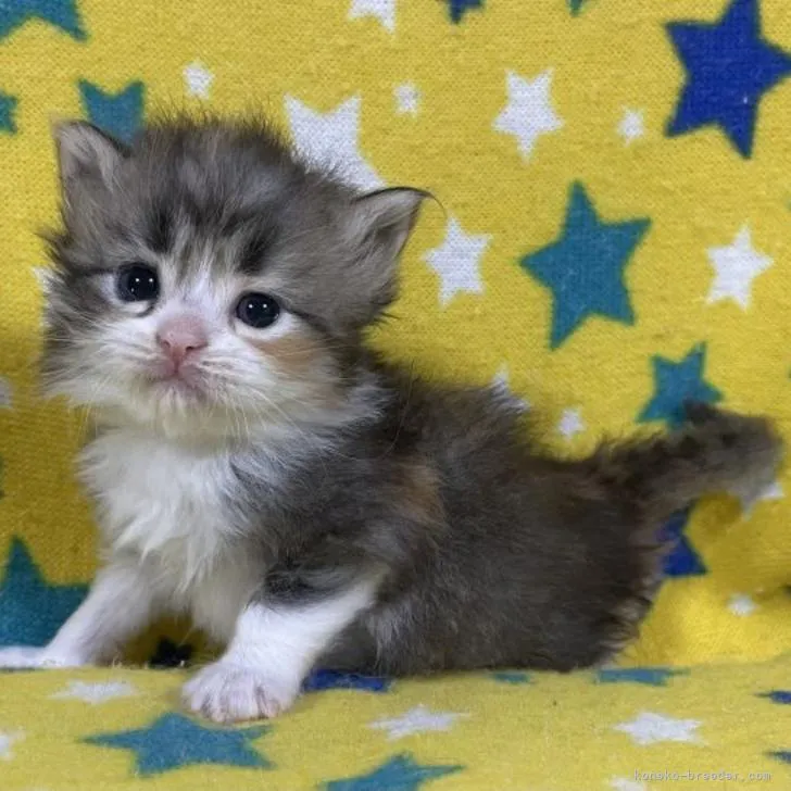 ID:2206-00845の子猫