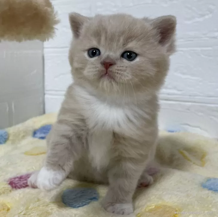 ID:2404-00148の子猫