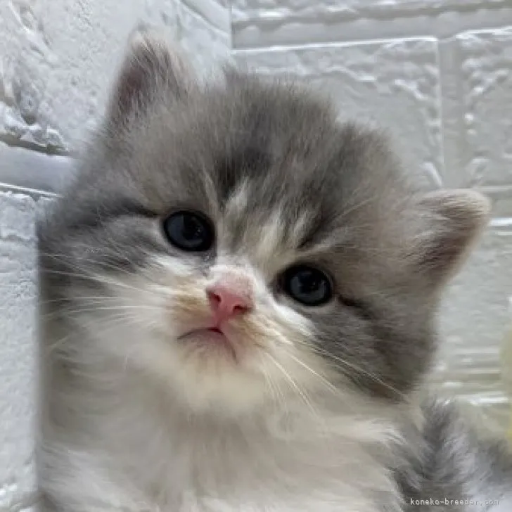 ID：2310-00484の子猫