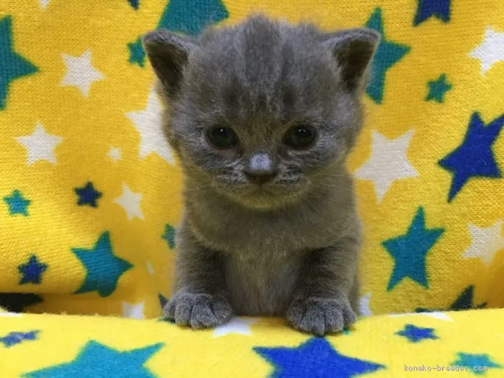 ID：2002-00429の子猫