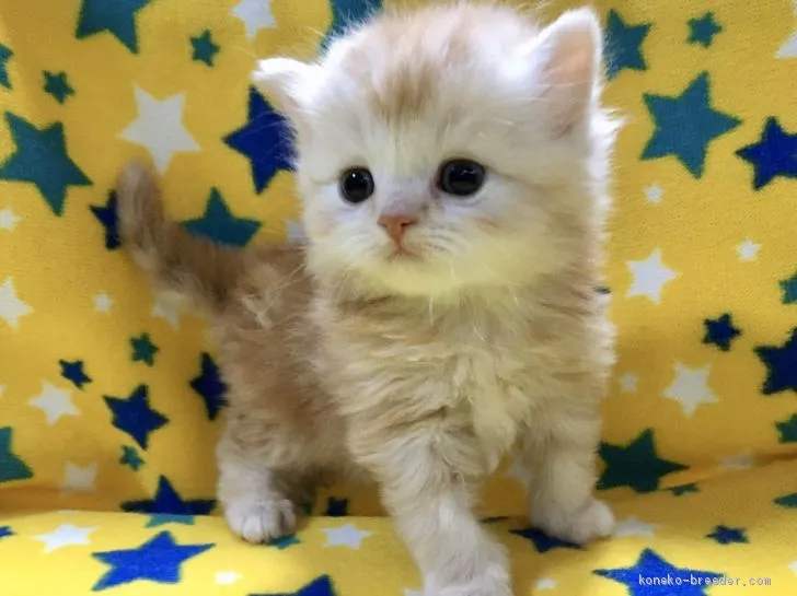 ID：2002-01476の子猫