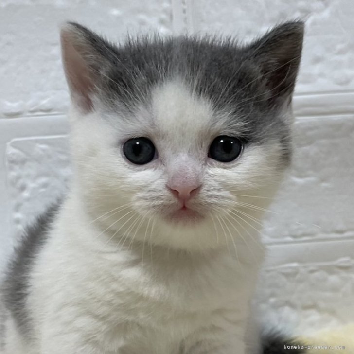 Amazon | 唐草模様 ネコ 首輪 グリーン 和柄 猫 猫用 猫用首輪