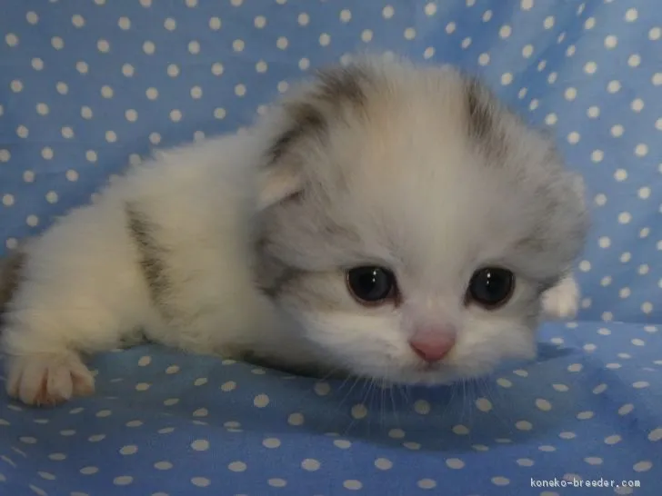 スコティッシュフォールド(折れ耳)【山梨県・女の子・2019年8月4日・キャリコ】の写真1「9/5撮影」