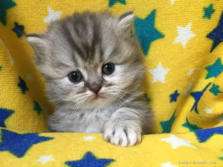 ID：2002-00604の子猫