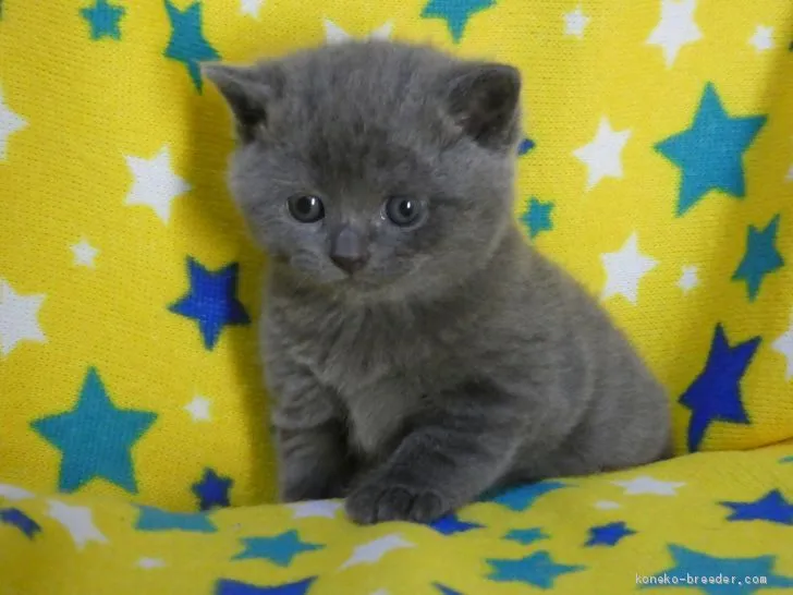 ID:1910-01285の子猫