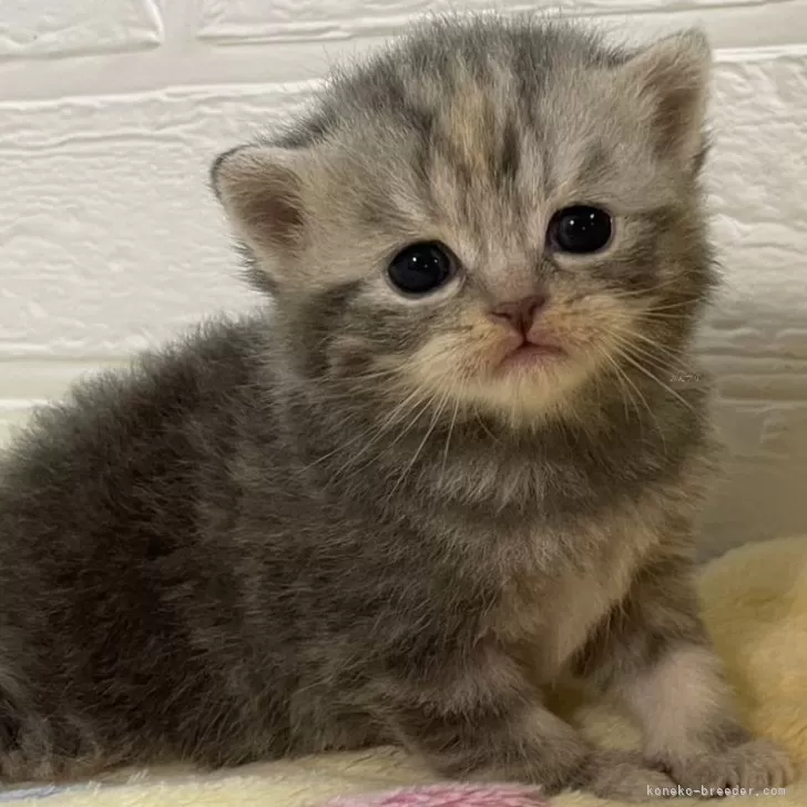 ID：2405-03509の子猫