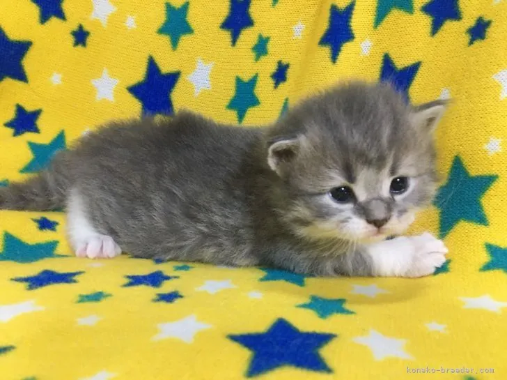 ID:2104-02330の子猫