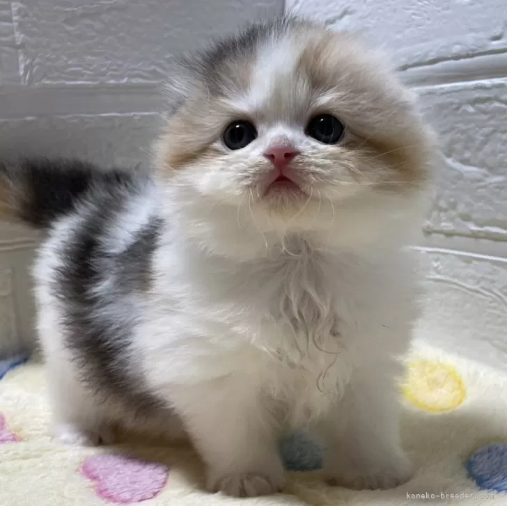 ID:2410-03062の子猫