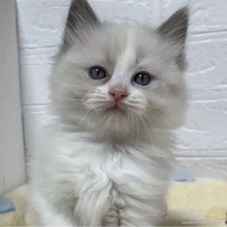 ID:2410-00600の子猫
